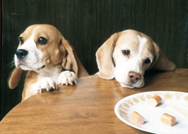 Feeding Dog Treats Vet Blog