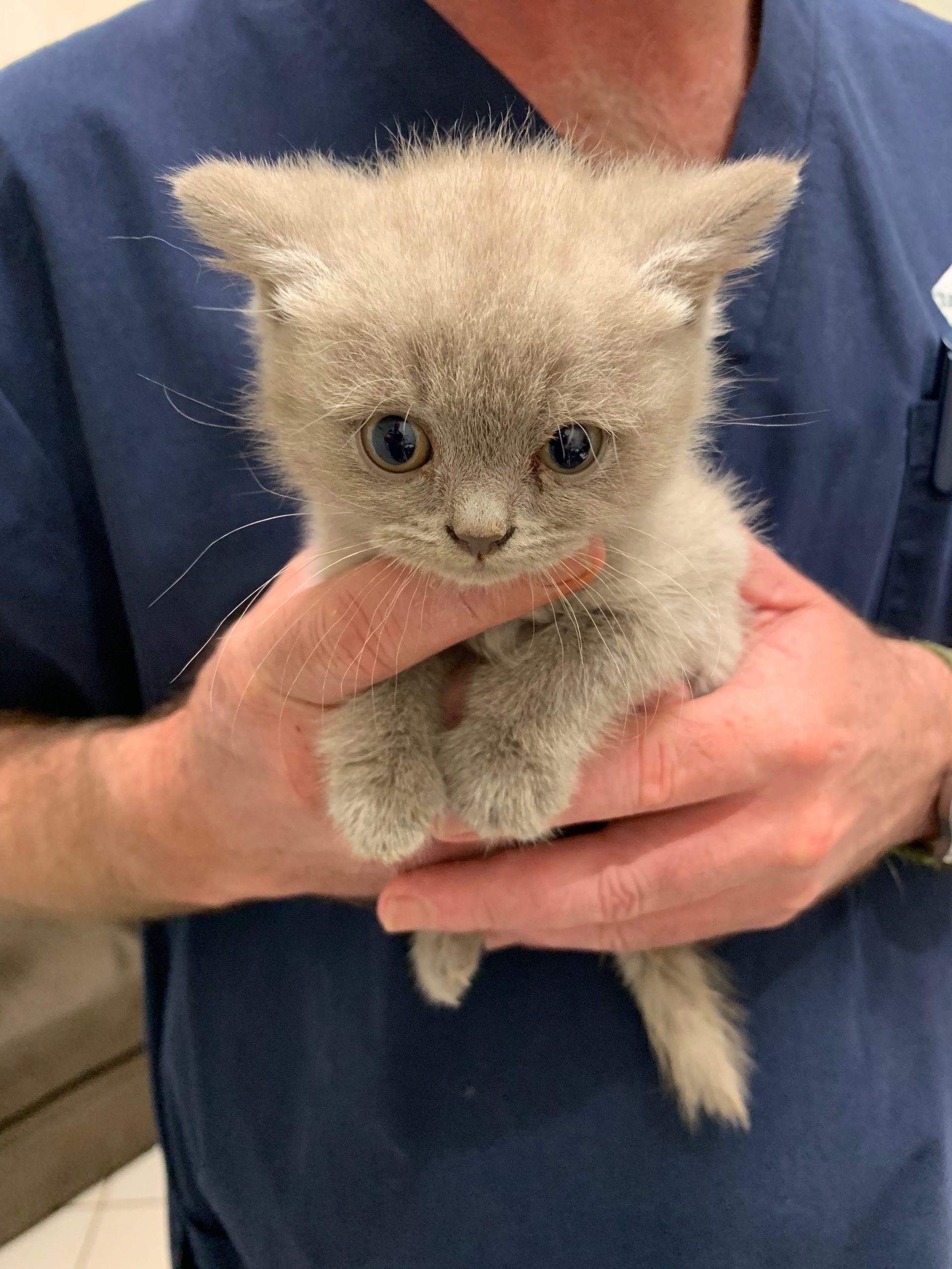 Cute kitten for cat flu vaccination