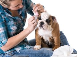 Dog Owner Treats Ears